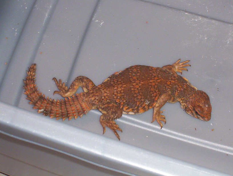 Red Uromastyx