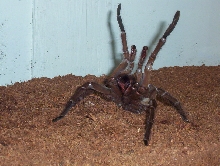 Goliath Birdeater