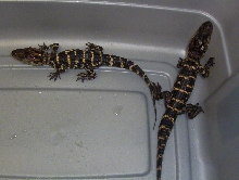 cb Baby American Alligators