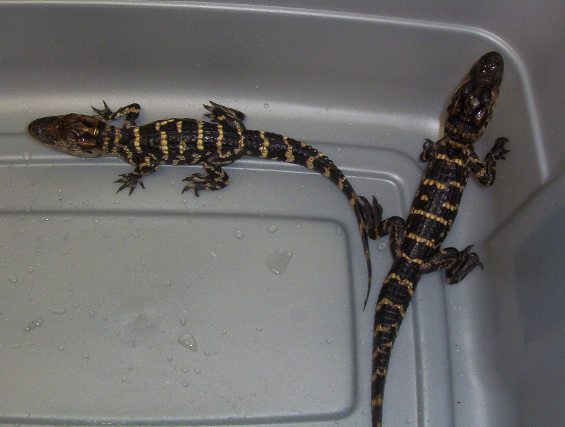 cb Baby American Alligators