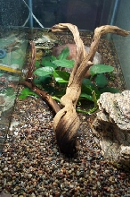 Long view frog tank