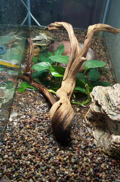 Long view frog tank