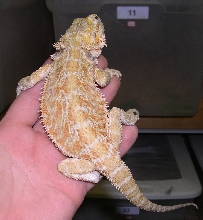 hypo het for translucent
