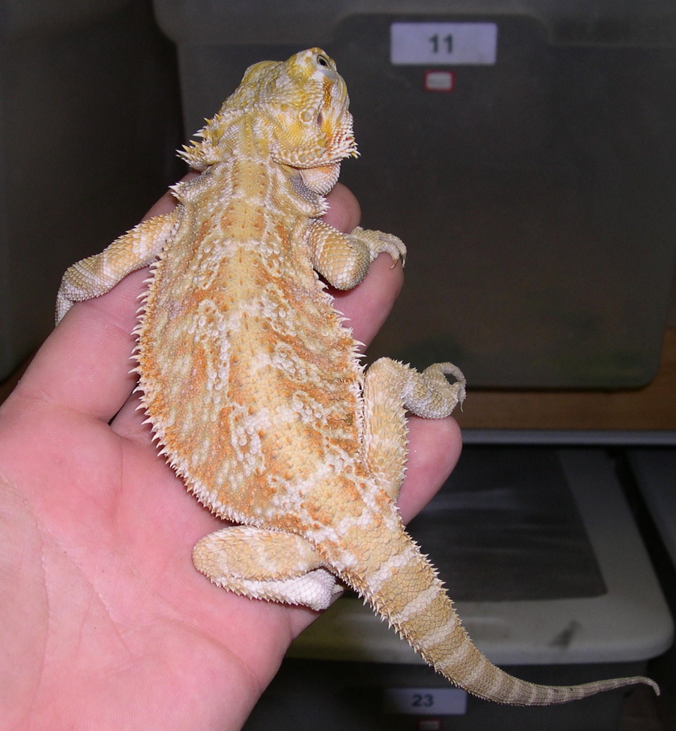hypo het for translucent