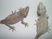 auriculatus