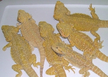 6 hypo yellows