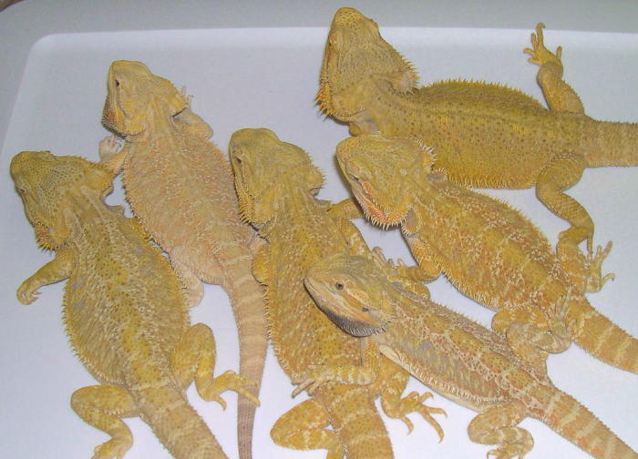 6 hypo yellows