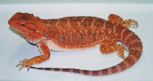Sandfire red female