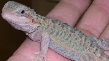 female translucent