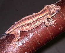 auriculatus