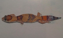 tangerine fattail