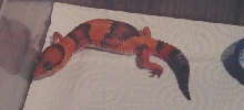 Tangerine fattail