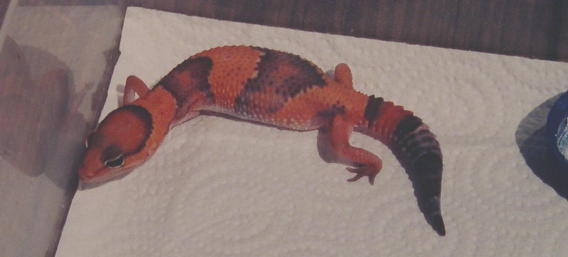 Tangerine fattail