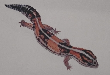 tangerine fattail