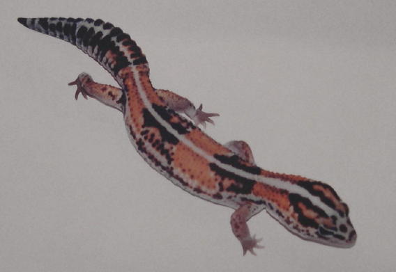 tangerine fattail