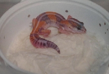 tangerine fattail