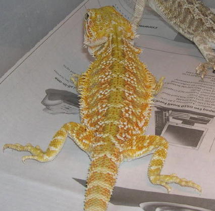 hypo yellow