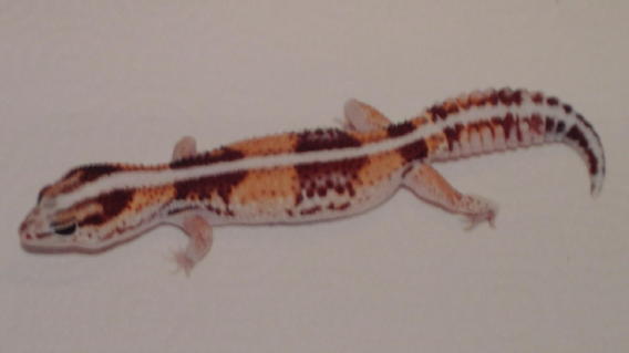 tangerine fattail