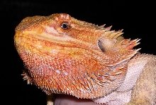 female redgold x sandfire face