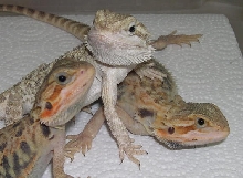 translucent bearded dragon