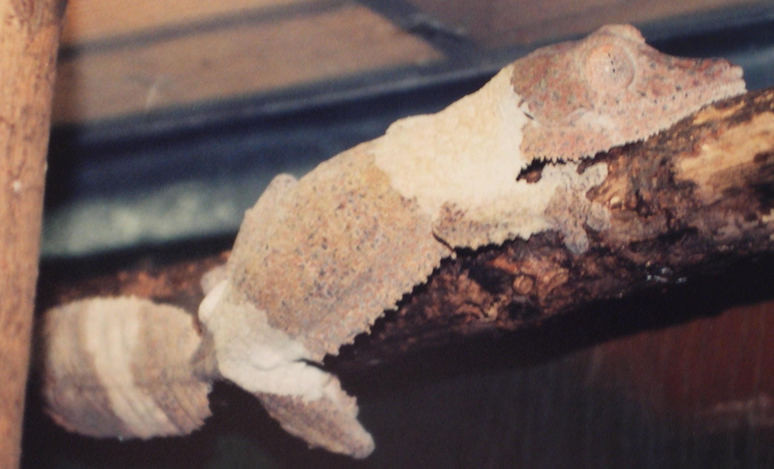 banded Uroplatus Henkeli