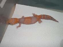 amel fattail