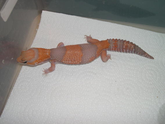 amel fattail