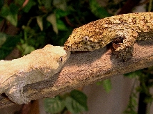 Leachianus Island E pair