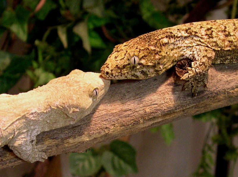 Leachianus Island E pair