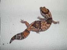 TANGERINE FATTAIL