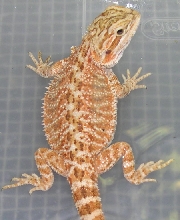 Redgold x Sandfire