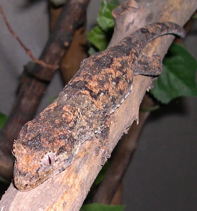 Rhacodactylus chahoua female