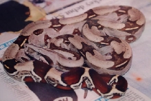 guyana female