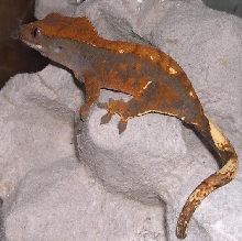 crested