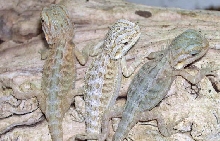 2 hypo-translucents and a hypo