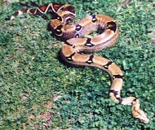 peruvian female