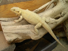 hypomelanistic translucent female