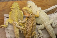 translucent bearded dragon