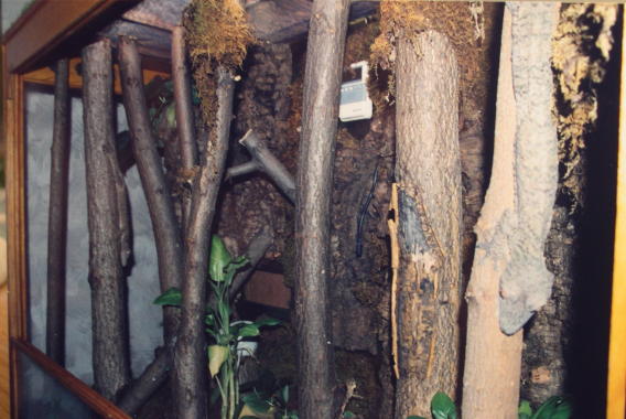 uroplatus fimbriatus setup