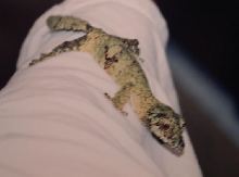 uroplatus sikore