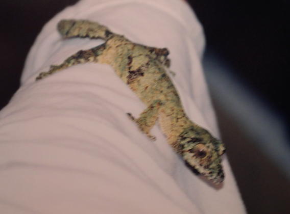 uroplatus sikore