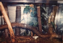 uroplatus sikore setup