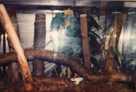 uroplatus sikore setup