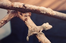 uroplatus sikore