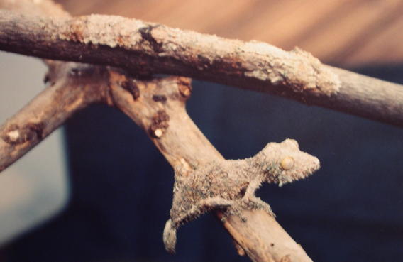 uroplatus sikore