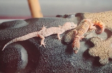 coleonyx variegatus