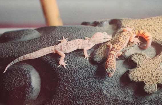 coleonyx variegatus