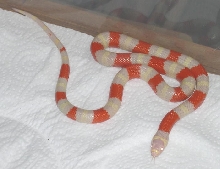 albino male Honduran