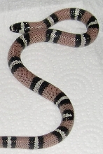 female
