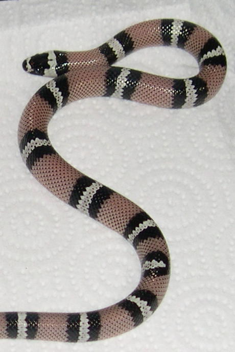 female